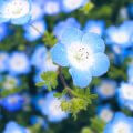 芸術をゲームに落とし込むことは可能？『Song of Bloom』に見るべき設計のあり方